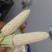 新鲜甜加糯白玉米
