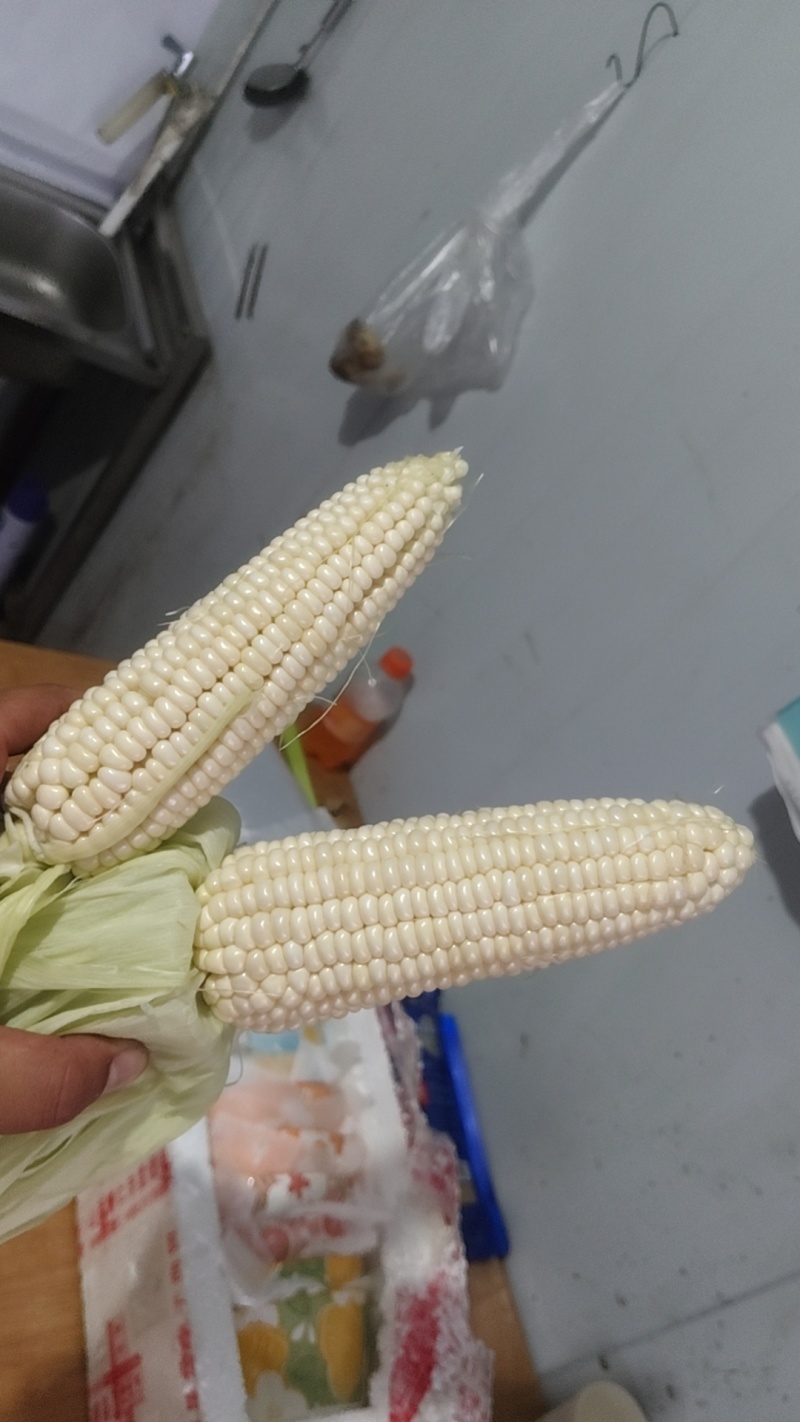 新鲜甜加糯白玉米