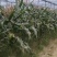 新鲜甜加糯白玉米