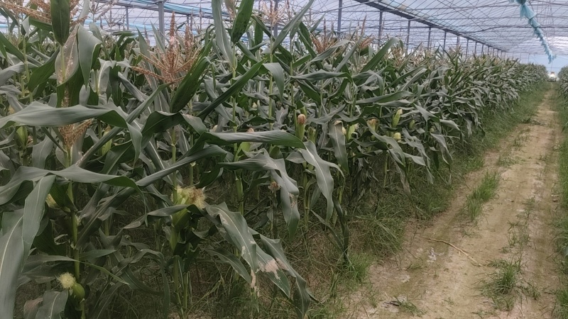 新鲜甜加糯白玉米