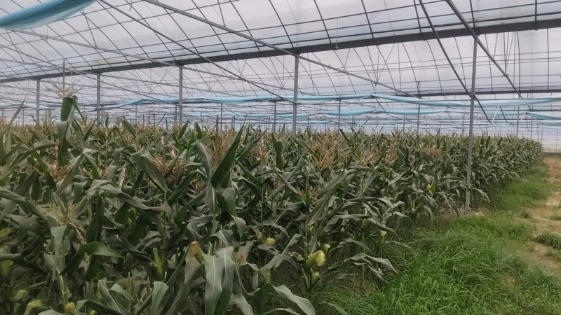 新鲜甜加糯白玉米