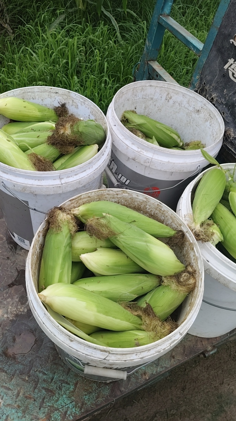 新鲜甜加糯白玉米