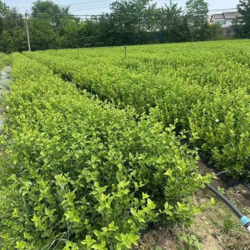 江苏胶东卫矛杯苗规格齐全苗圃直销基地直发