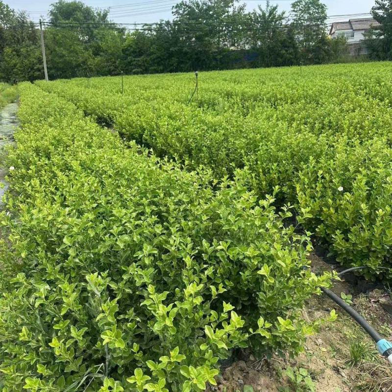 江苏胶东卫矛杯苗规格齐全苗圃直销基地直发
