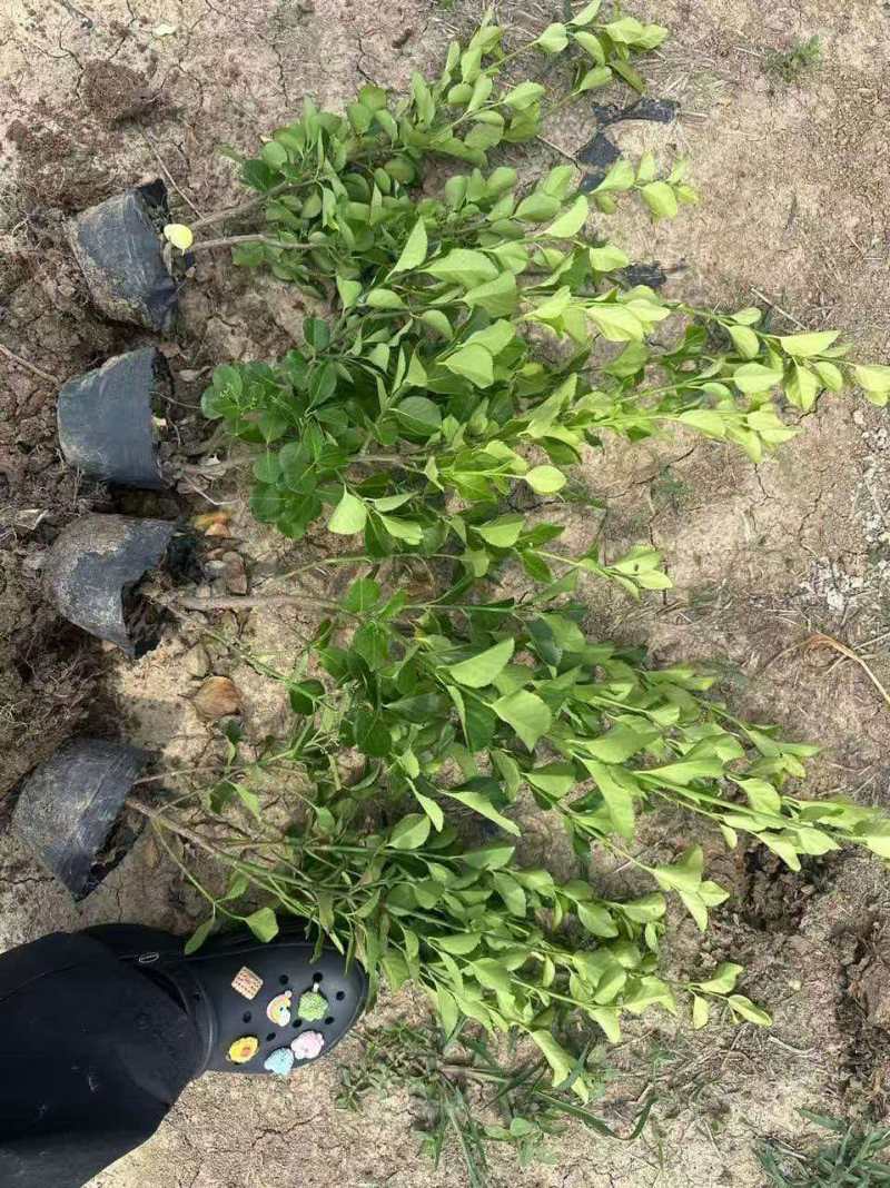 江苏胶东卫矛杯苗规格齐全苗圃直销基地直发