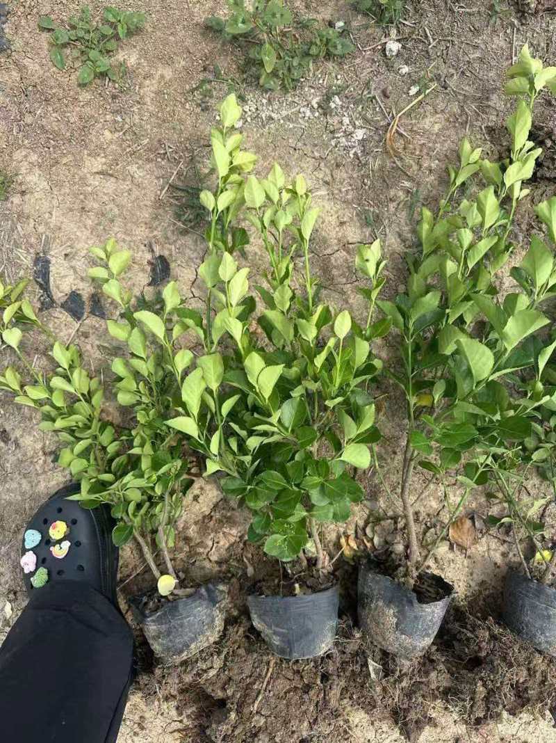 江苏胶东卫矛杯苗规格齐全苗圃直销基地直发