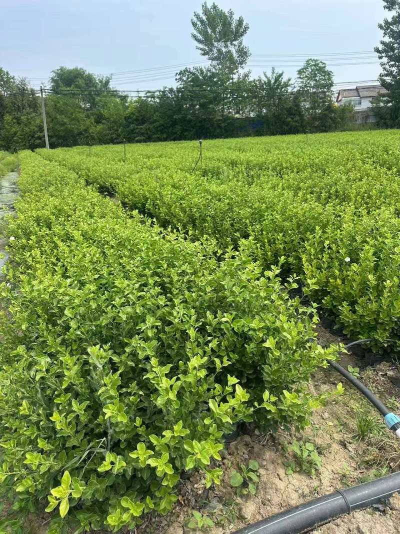 江苏胶东卫矛杯苗规格齐全苗圃直销基地直发