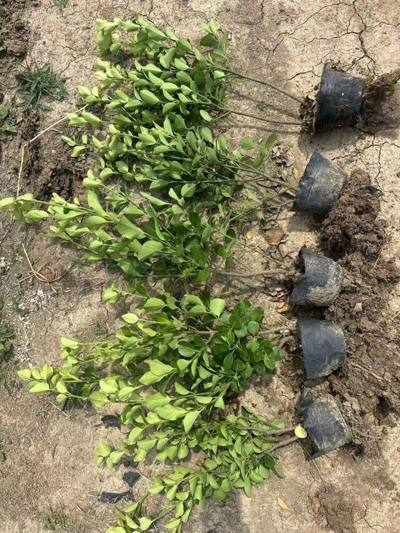 江苏胶东卫矛杯苗规格齐全苗圃直销基地直发