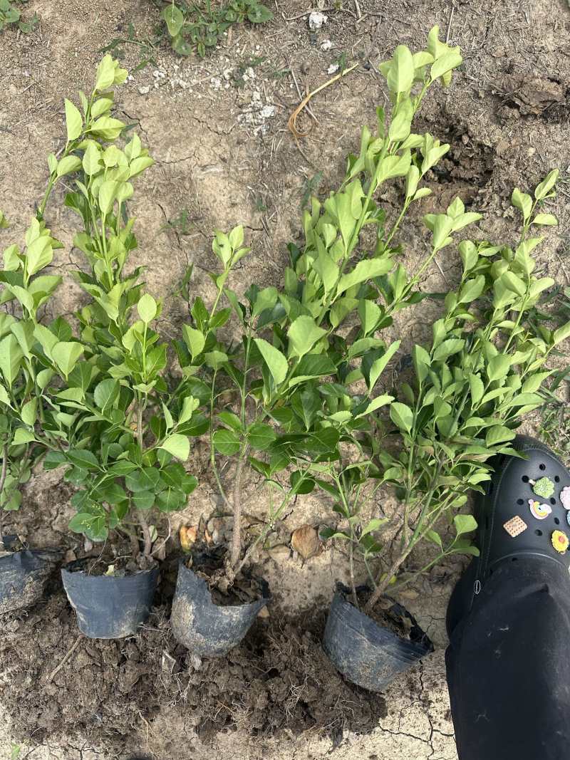 江苏胶东卫矛杯苗规格齐全苗圃直销基地直发