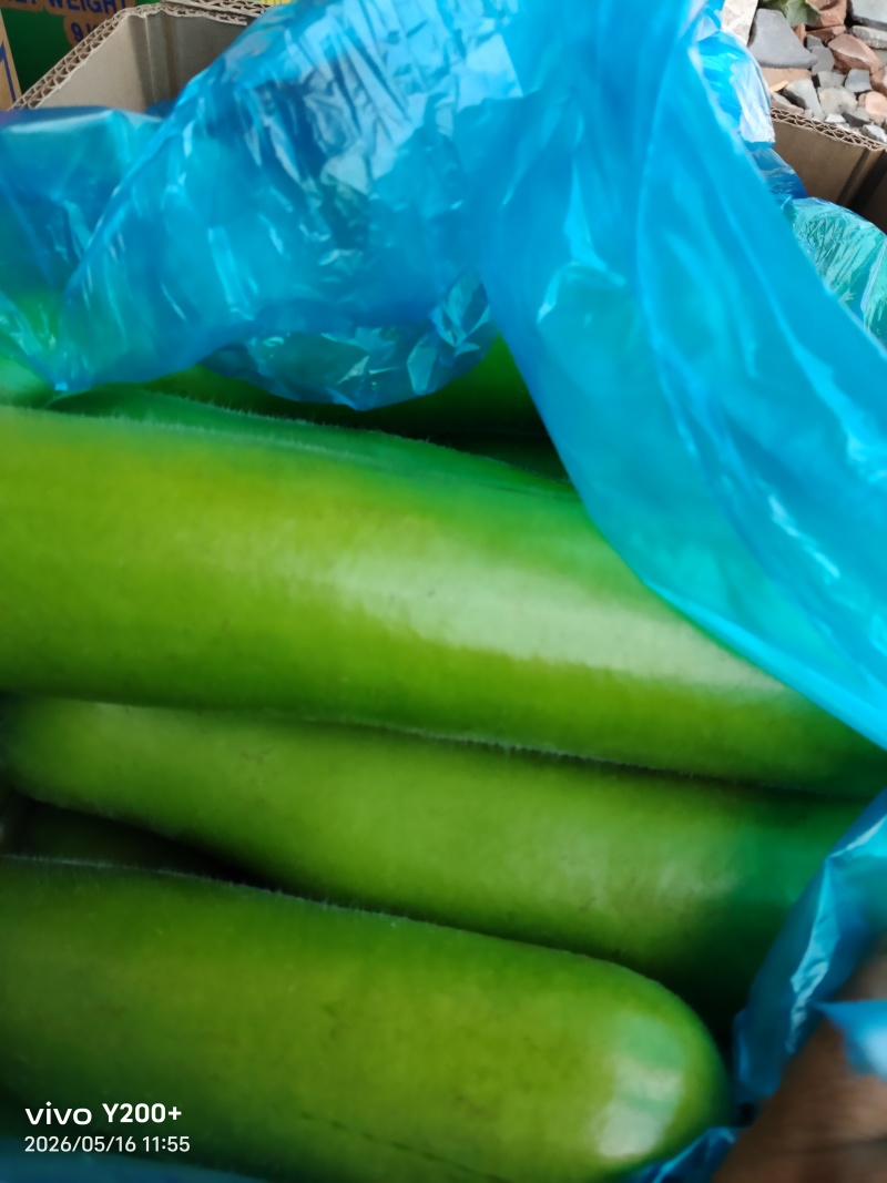 江苏精品瓠子大量上市，产地直发，量大从优对接市场商超食堂