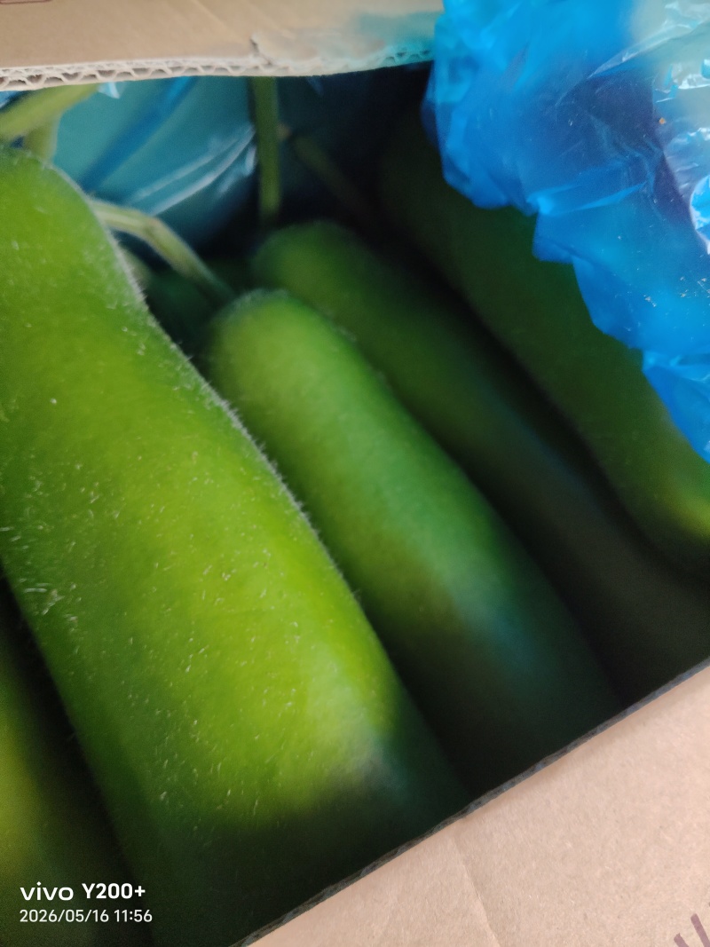 江苏精品瓠子大量上市，产地直发，量大从优对接市场商超食堂