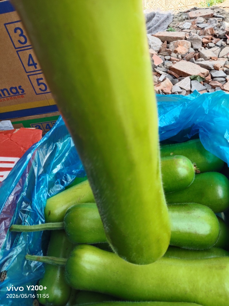 江苏精品瓠子大量上市，产地直发，量大从优对接市场商超食堂