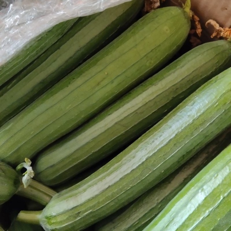 江苏精品油皮丝瓜大量上市，产地直发对接市场商超食堂