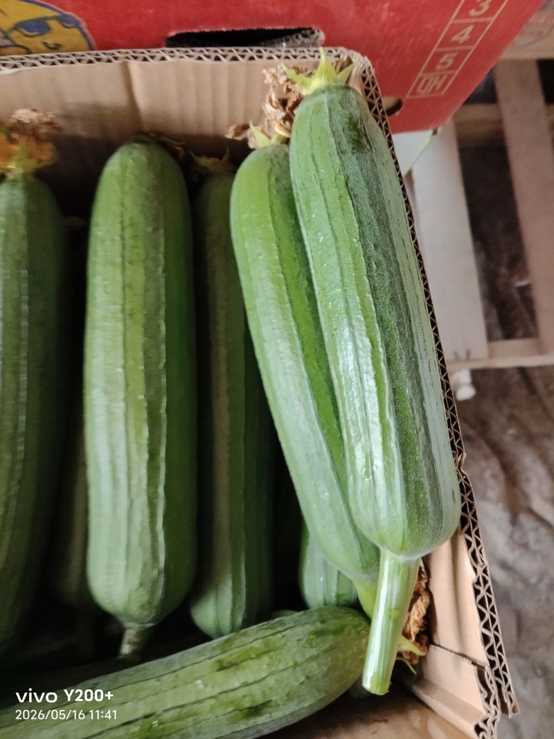 江苏精品油皮丝瓜大量上市，产地直发对接市场商超食堂