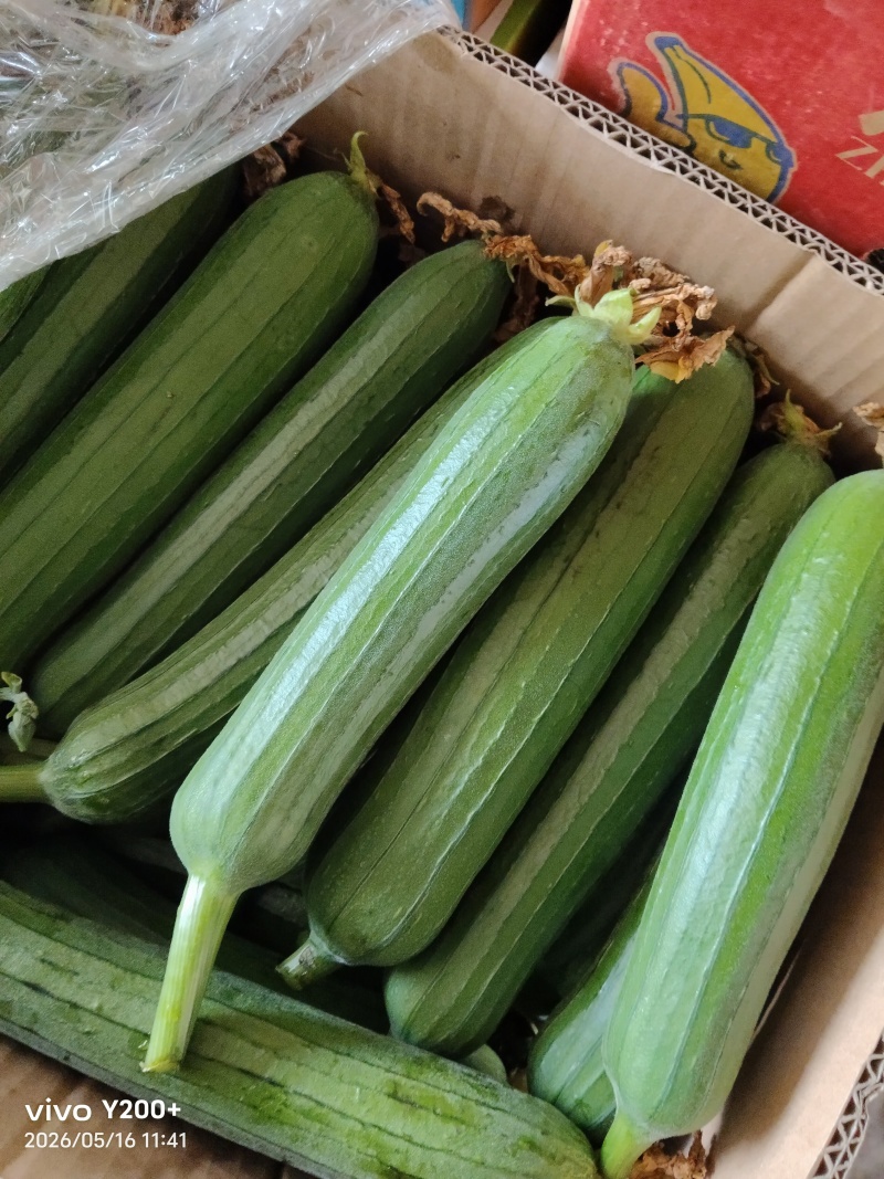 江苏精品油皮丝瓜大量上市，产地直发对接市场商超食堂