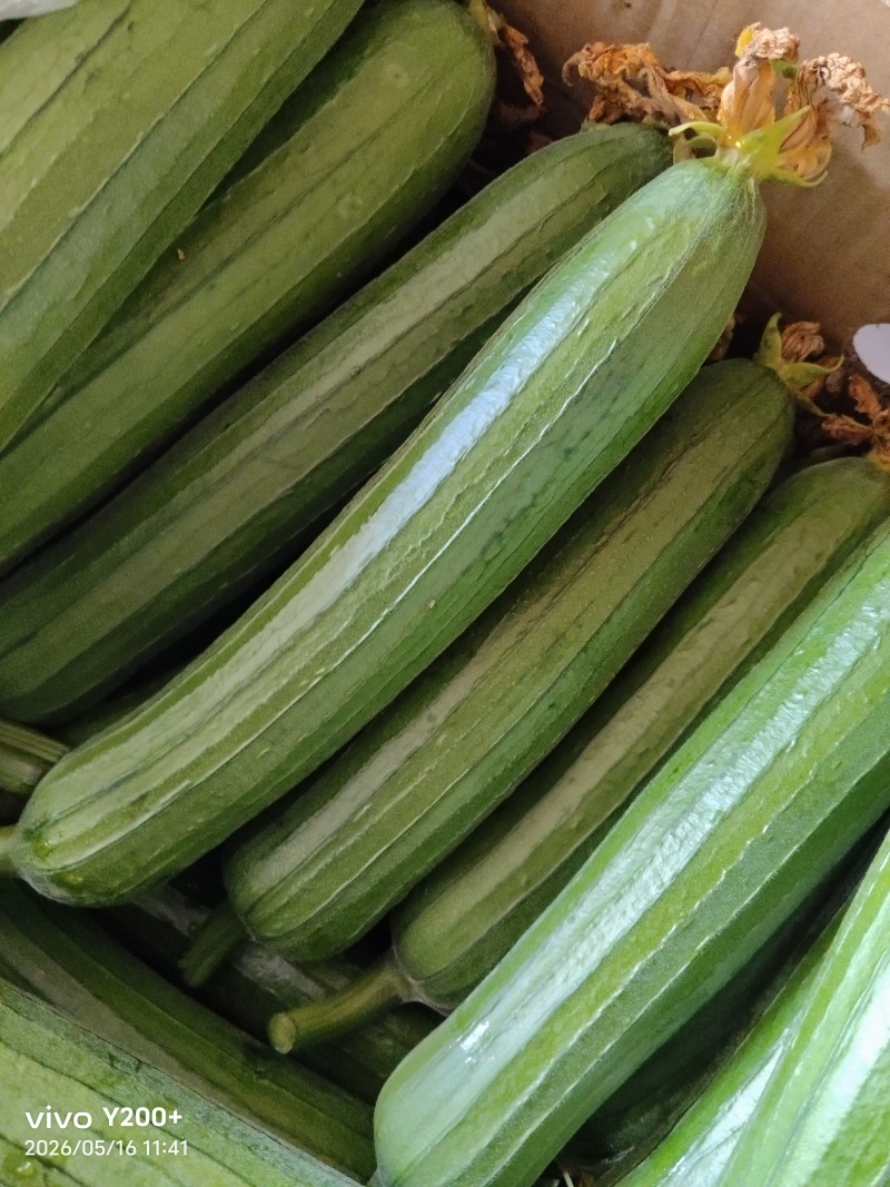 江苏精品油皮丝瓜大量上市，产地直发对接市场商超食堂