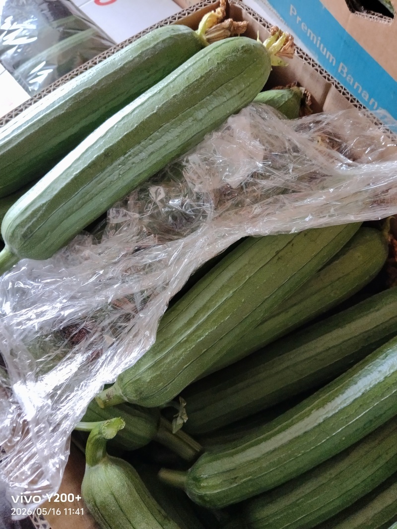 江苏精品油皮丝瓜大量上市，产地直发对接市场商超食堂