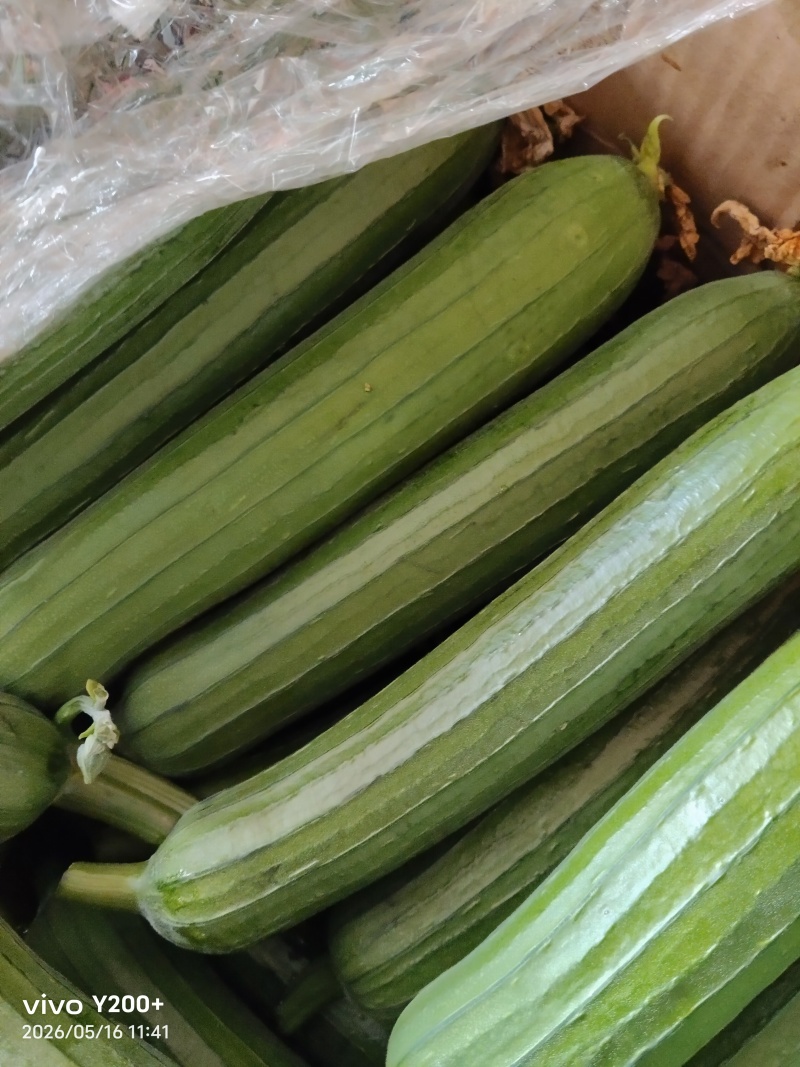 江苏精品油皮丝瓜大量上市，产地直发对接市场商超食堂