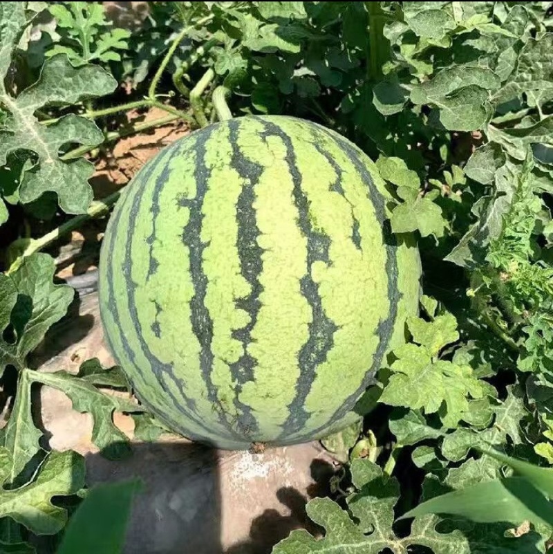 麒麟瓜大量上市云南产地直发品质保证欢迎进店选购