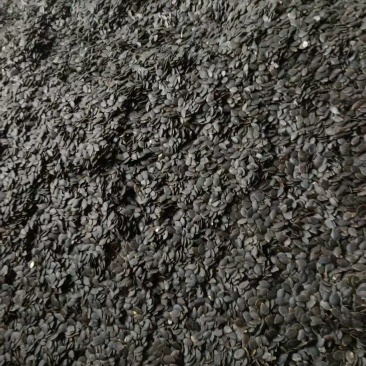 云南黑白瓜子，颗粒饱满可炒可加工比瓜子还香