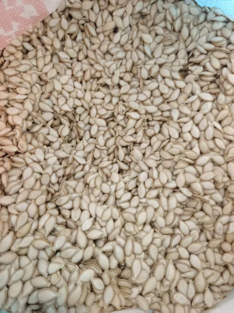 云南黑白瓜子，颗粒饱满可炒可加工比瓜子还香