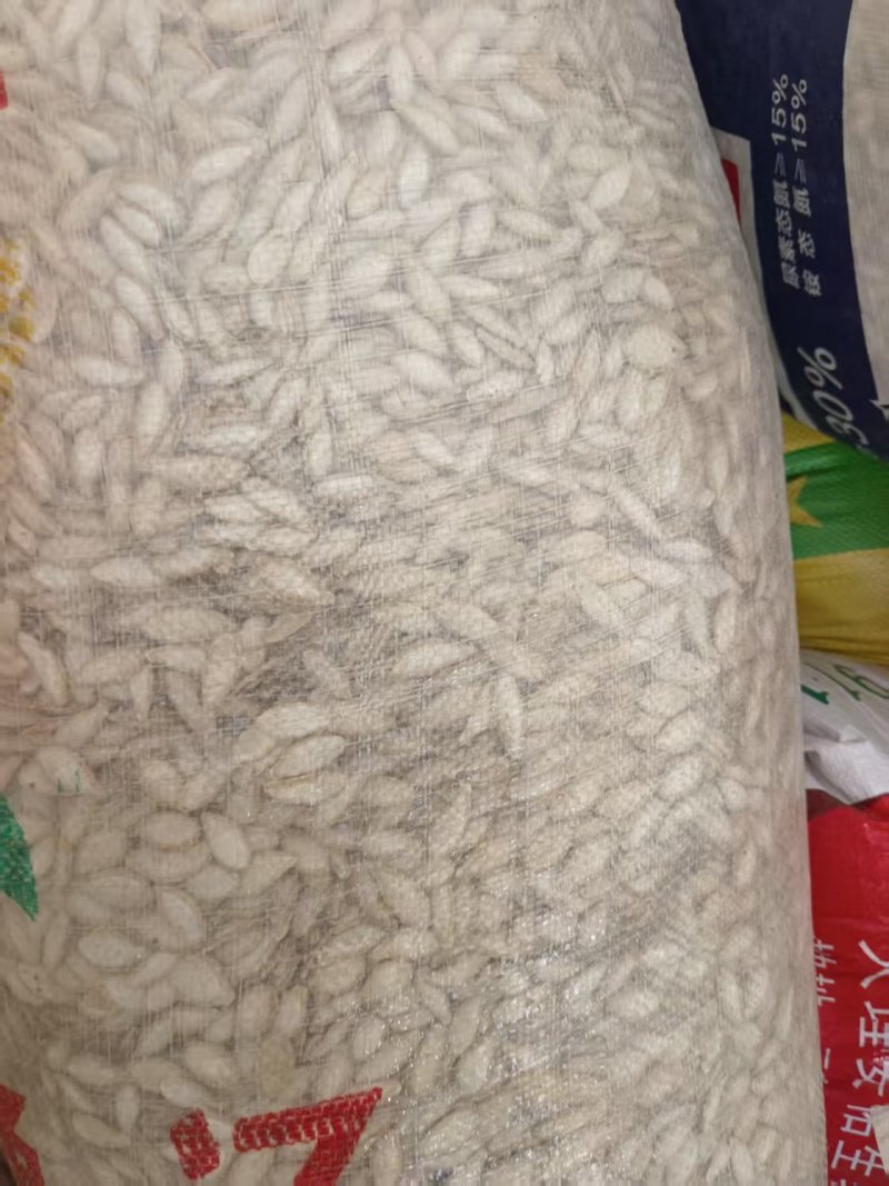 云南黑白瓜子，颗粒饱满可炒可加工比瓜子还香