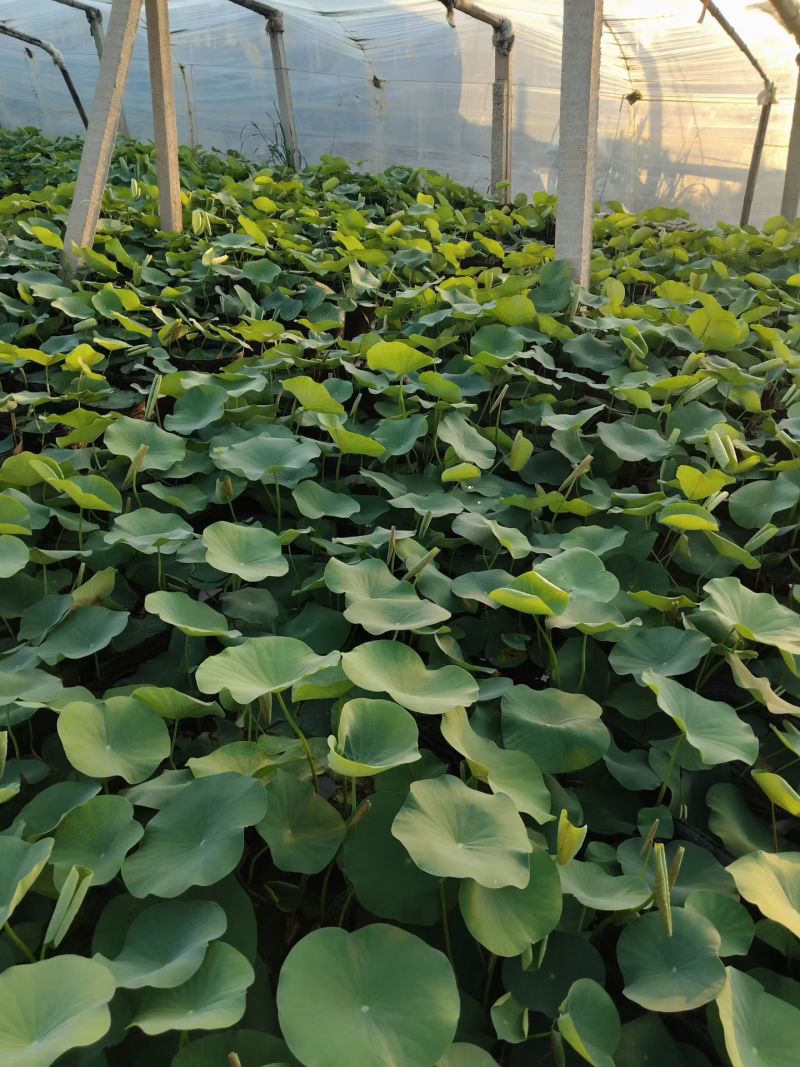 优质绿化荷花，开花荷花，颜色齐全，荷花基地直发，水生植物