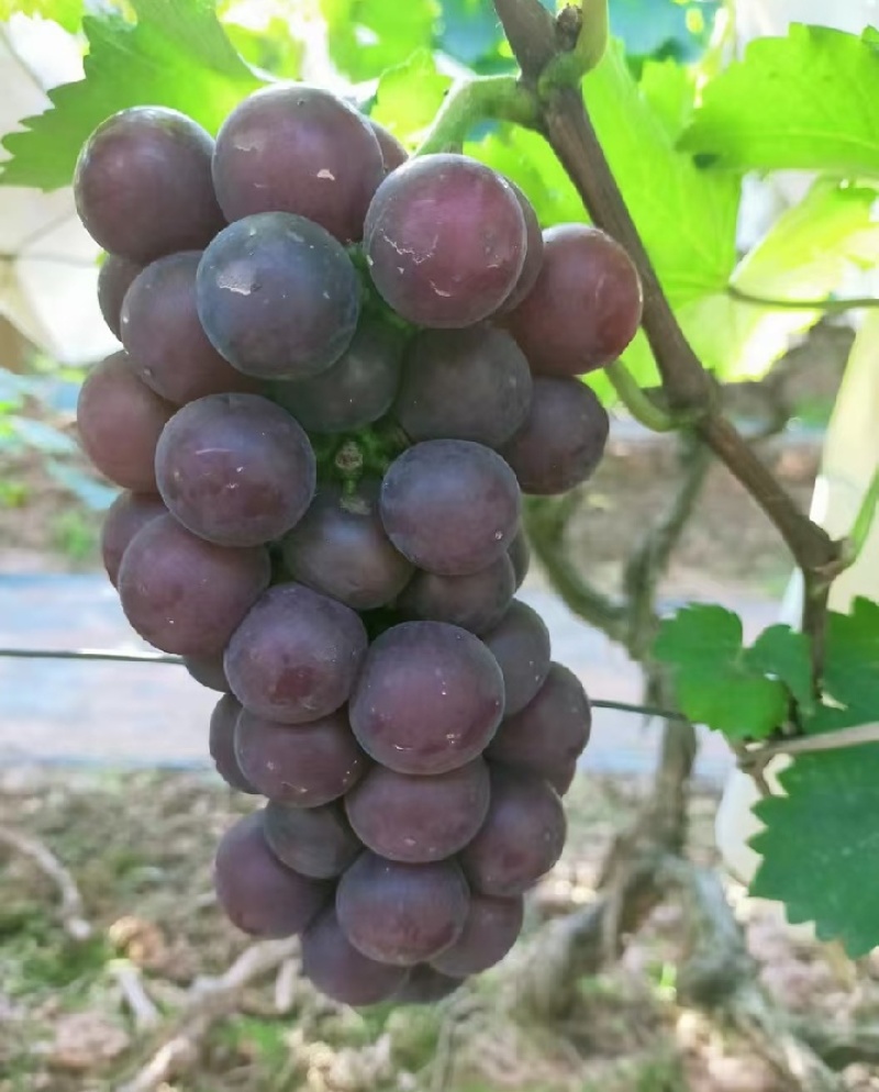 巨峰葡萄鲜甜巨峰颗颗饱满紫黑圆润自然成熟