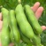 【推荐】江苏品蚕蚕豆现摘罗汉豆颗粒饱满蚕豆货源大量发货