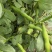 【推荐】江苏品蚕蚕豆现摘罗汉豆颗粒饱满蚕豆货源大量发货