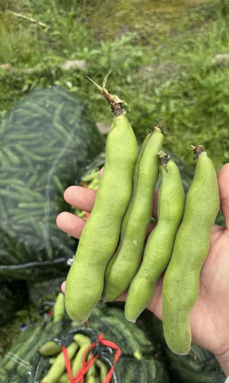 【推荐】江苏品蚕蚕豆现摘罗汉豆颗粒饱满蚕豆货源大量发货