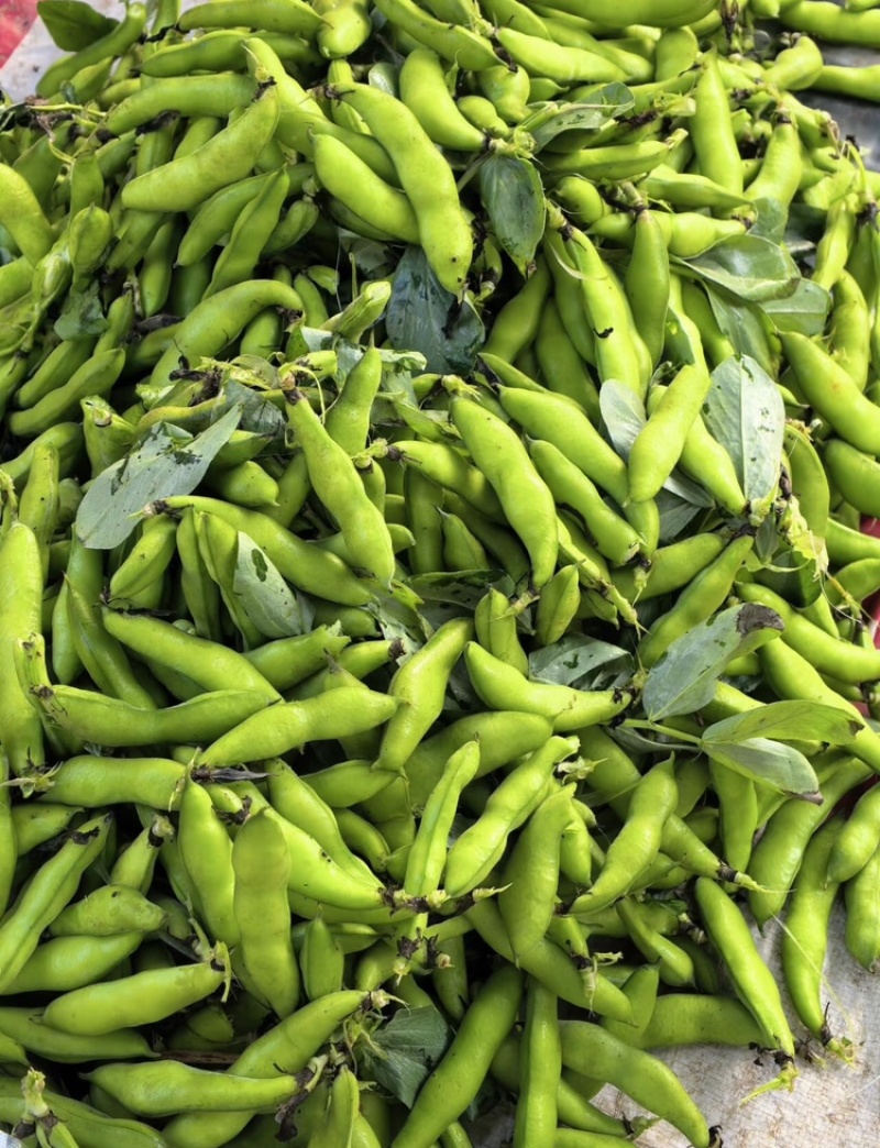 【推荐】江苏品蚕蚕豆现摘罗汉豆颗粒饱满蚕豆货源大量发货