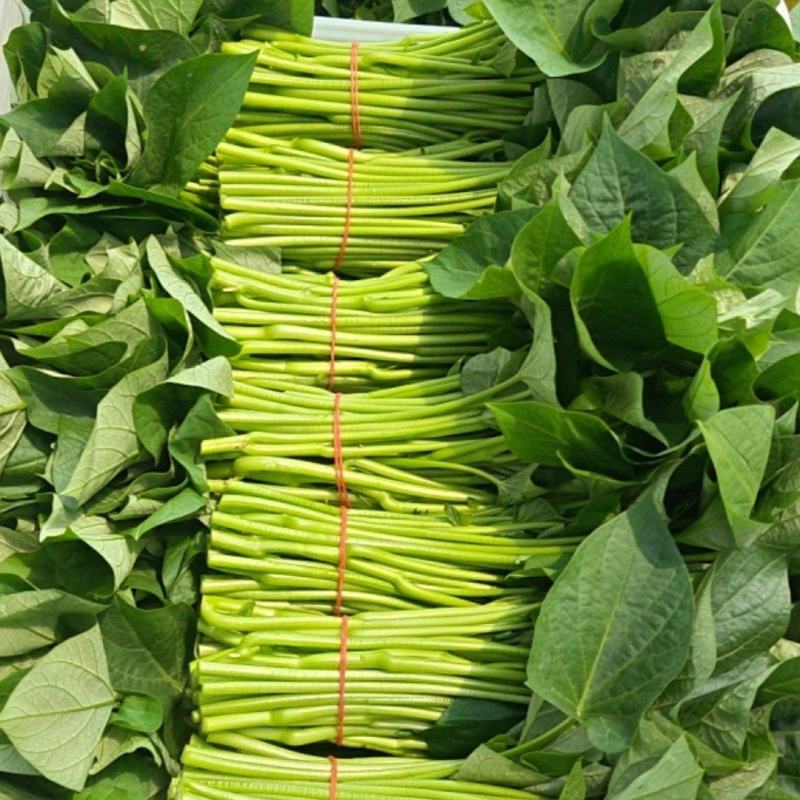 新鲜采摘精品红薯叶地瓜叶山芋头现摘现发可食用红薯头新蔬菜
