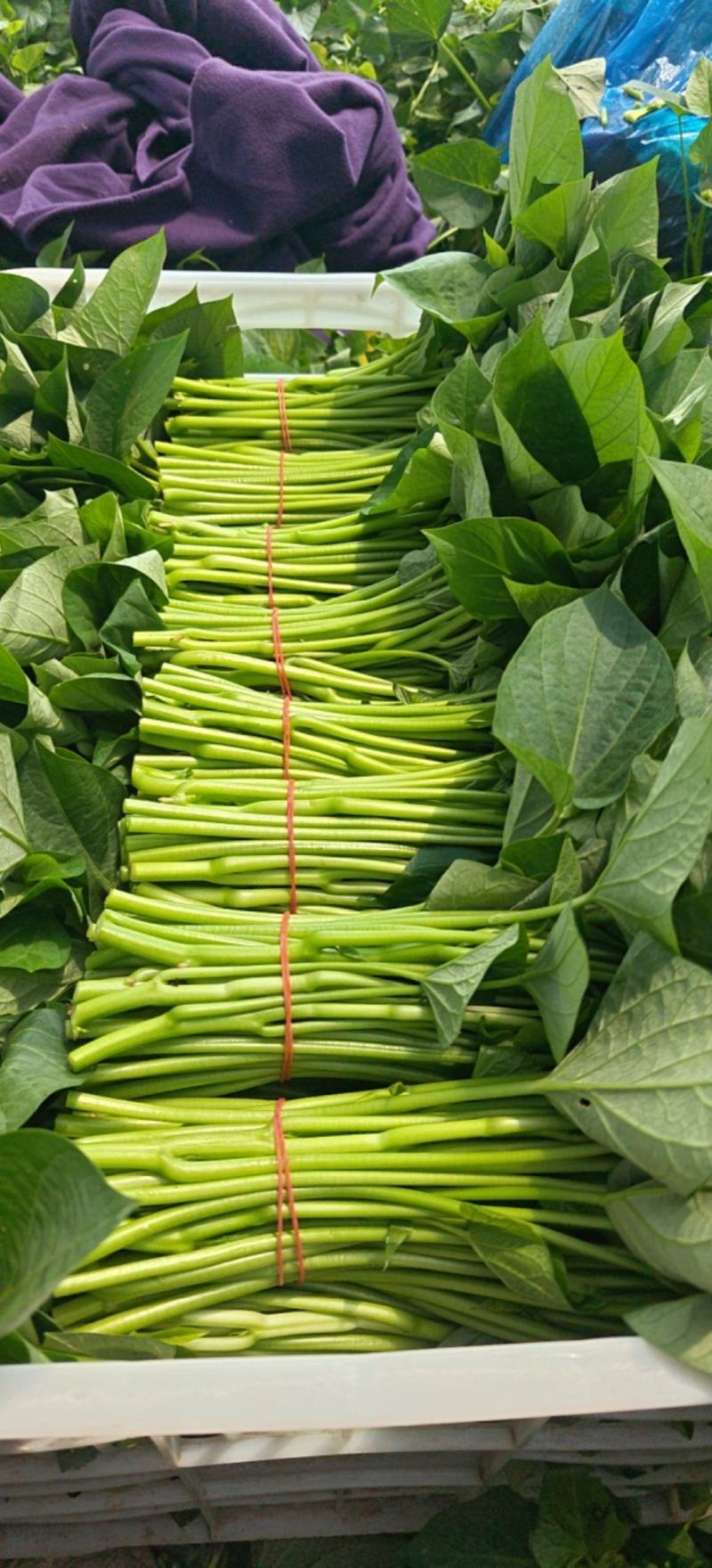 新鲜采摘精品红薯叶地瓜叶山芋头现摘现发可食用红薯头新蔬菜