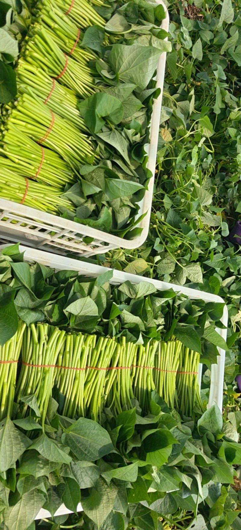 新鲜采摘精品红薯叶地瓜叶山芋头现摘现发可食用红薯头新蔬菜