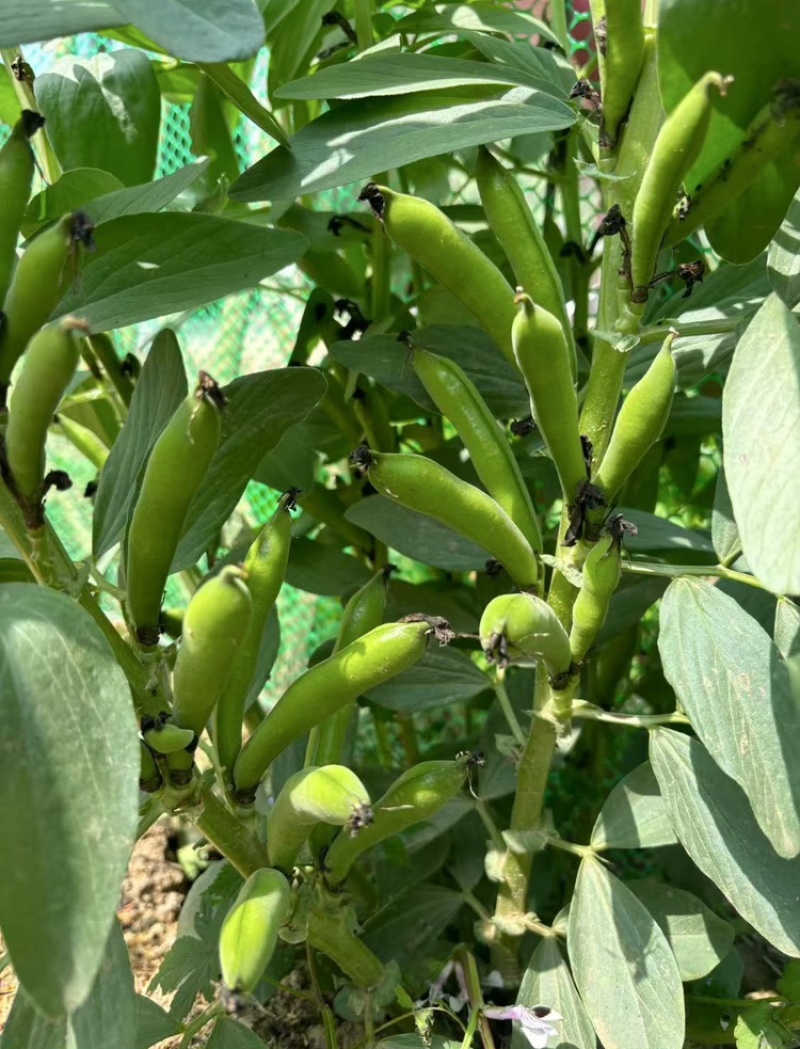 【推荐】江苏品蚕蚕豆现摘罗汉豆颗粒饱满蚕豆货源大量发货