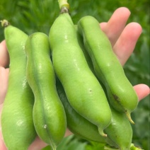 【推荐】江苏品蚕蚕豆现摘罗汉豆颗粒饱满蚕豆货源大量发货