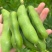 【推荐】江苏品蚕蚕豆现摘罗汉豆颗粒饱满蚕豆货源大量发货