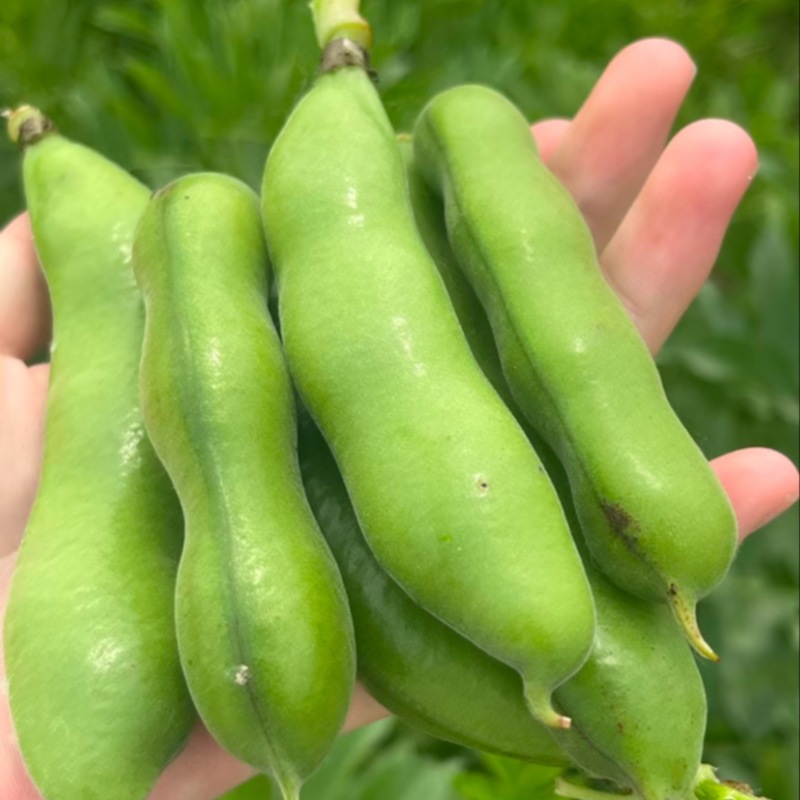 【推荐】江苏品蚕蚕豆现摘罗汉豆颗粒饱满蚕豆货源大量发货