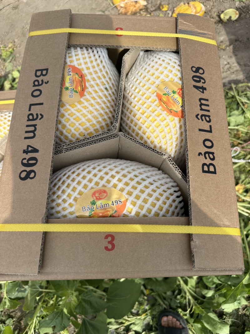 精品哈密瓜金色年华黄金蜜瓜25产地供应货源充足
