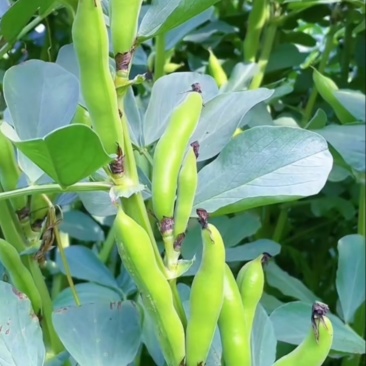 【热卖】江苏品蚕蚕豆现摘罗汉豆颗粒饱满蚕豆货源大量发货
