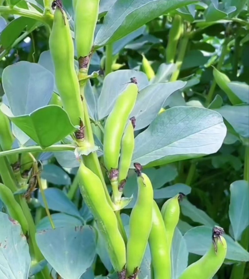 【热卖】江苏品蚕蚕豆现摘罗汉豆颗粒饱满蚕豆货源大量发货