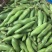【热卖】江苏品蚕蚕豆现摘罗汉豆颗粒饱满蚕豆货源大量发货
