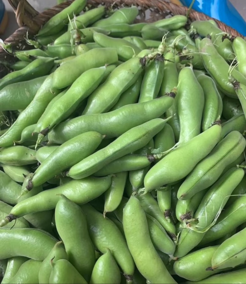 【热卖】江苏品蚕蚕豆现摘罗汉豆颗粒饱满蚕豆货源大量发货