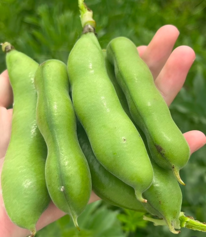 【热卖】江苏品蚕蚕豆现摘罗汉豆颗粒饱满蚕豆货源大量发货
