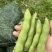 【热卖】江苏品蚕蚕豆现摘罗汉豆颗粒饱满蚕豆货源大量发货