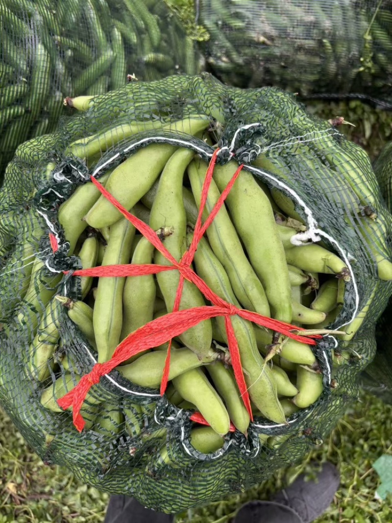 【热卖】江苏品蚕蚕豆现摘罗汉豆颗粒饱满蚕豆货源大量发货