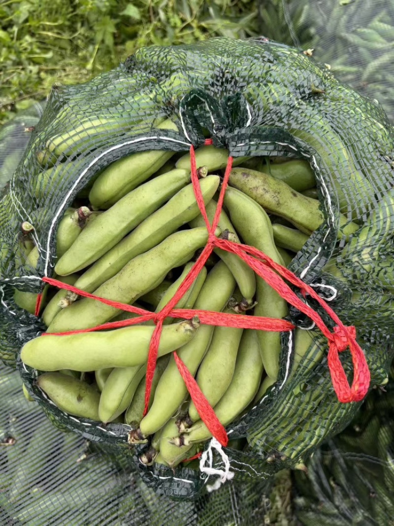 【热卖】江苏品蚕蚕豆现摘罗汉豆颗粒饱满蚕豆货源大量发货