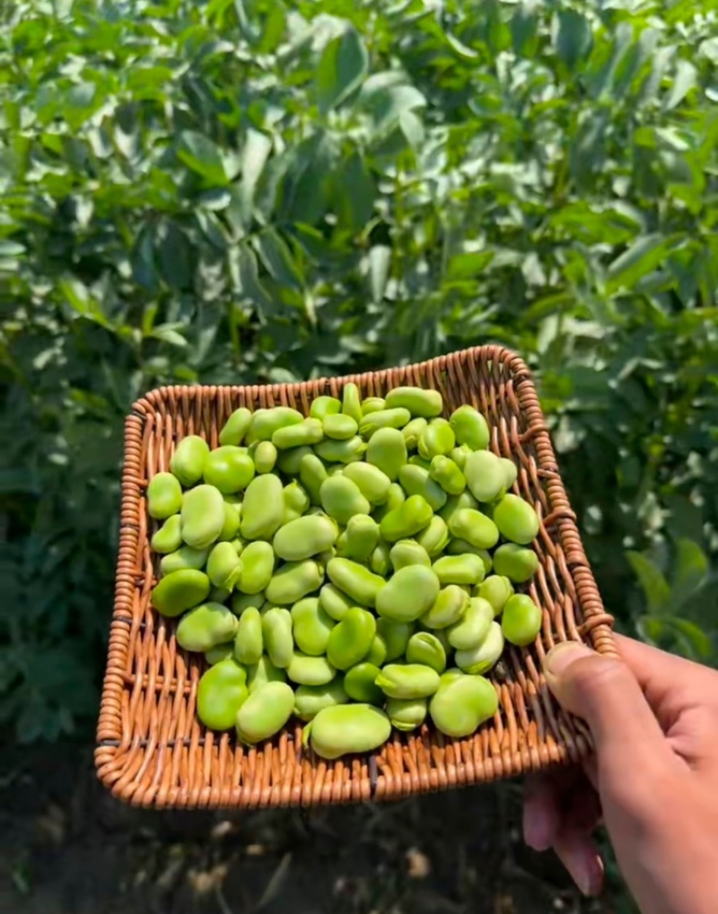【热卖】江苏品蚕蚕豆现摘罗汉豆颗粒饱满蚕豆货源大量发货