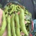 【热卖】江苏品蚕蚕豆现摘罗汉豆颗粒饱满蚕豆货源大量发货